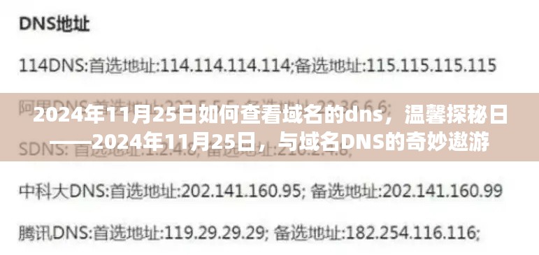 温馨探秘日，如何查看域名DNS的奇妙之旅——2024年11月25日指南