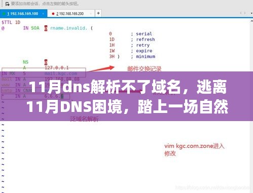 逃离DNS困境，踏上一场自然美景的心灵之旅，探寻域名解析真相