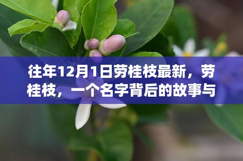 劳桂枝，名字背后的故事与时代印记的历程回顾（最新更新）