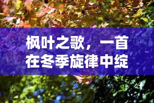 枫叶之歌，冬季旋律中的热门歌曲绽放