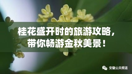 桂花盛开时的旅游攻略，带你畅游金秋美景！
