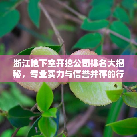 浙江地下室开挖公司排名大揭秘，专业实力与信誉并存的行业佼佼者！