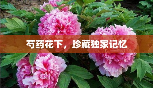 芍药花下，珍藏独家记忆