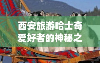 西安旅游哈士奇爱好者的神秘之旅攻略
