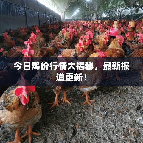 今日鸡价行情大揭秘，最新报道更新！