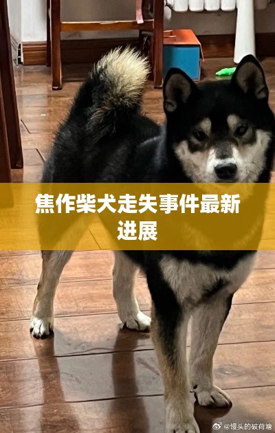 焦作柴犬走失事件最新进展