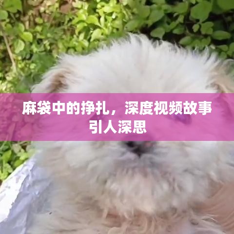 麻袋中的挣扎，深度视频故事引人深思